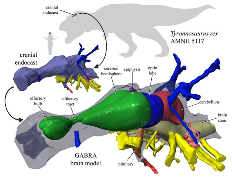 Click to enlarge t rex brain