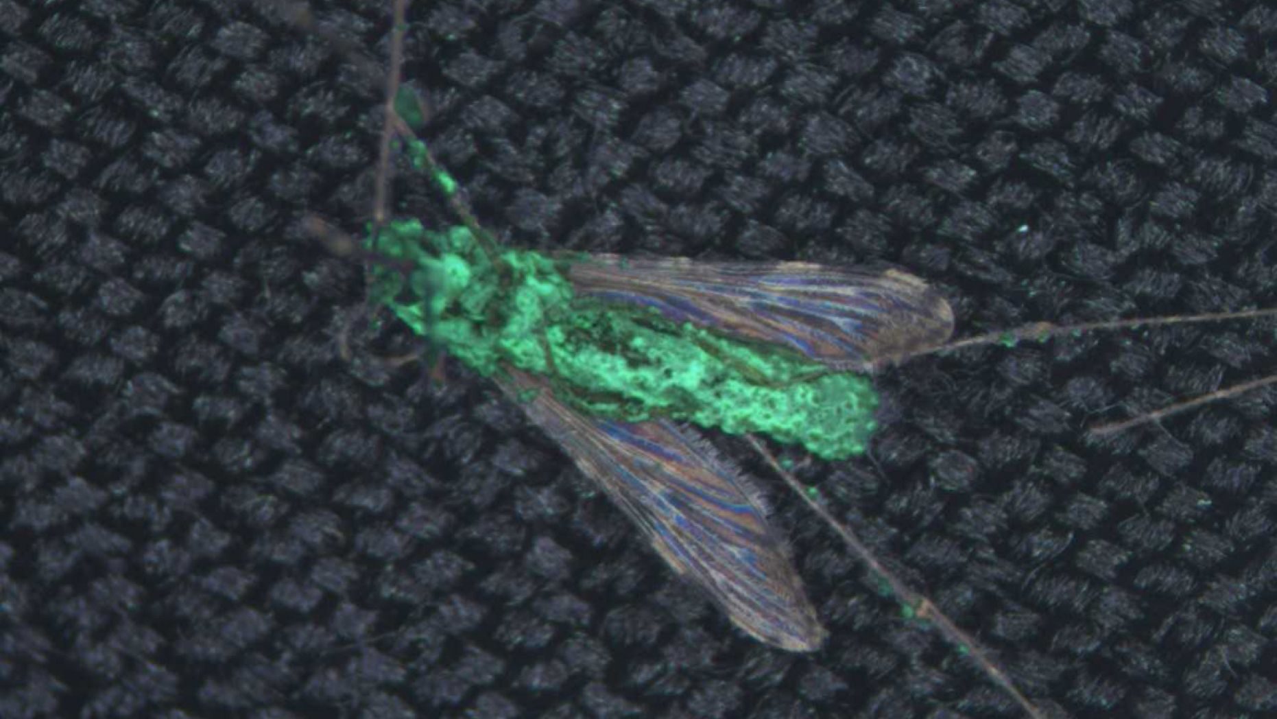 Click to enlarge GMO fungus kills mosquitos