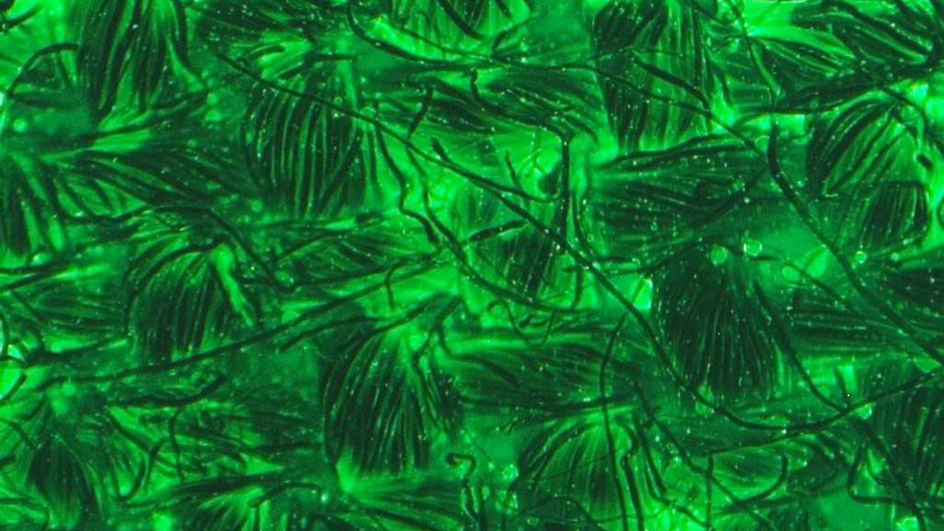 Click to enlarge fungus kills mosquitoes