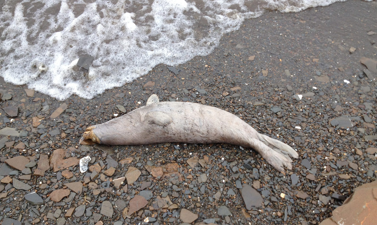 A hunter from Kotlik counted 18 dead seals along 11 miles of shore, north of Kotlik. Photo from May 7, 2019