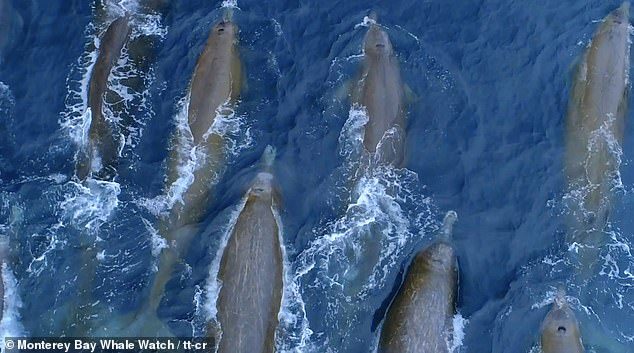 Marine biologists at Monterey Bay Whale Watch in California were stunned to come across the pod of 24 Baird's beaked whales