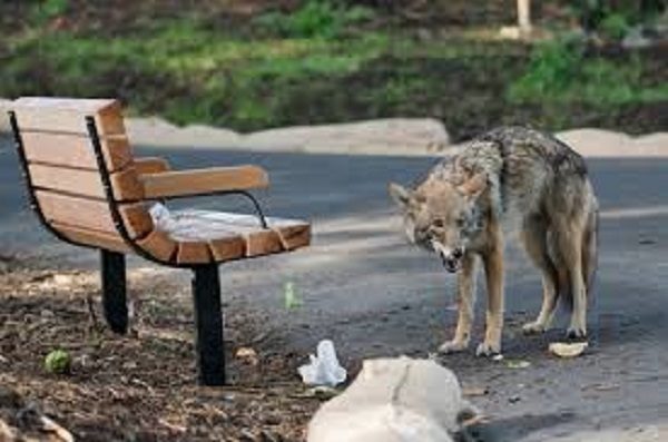 Coyote in park
