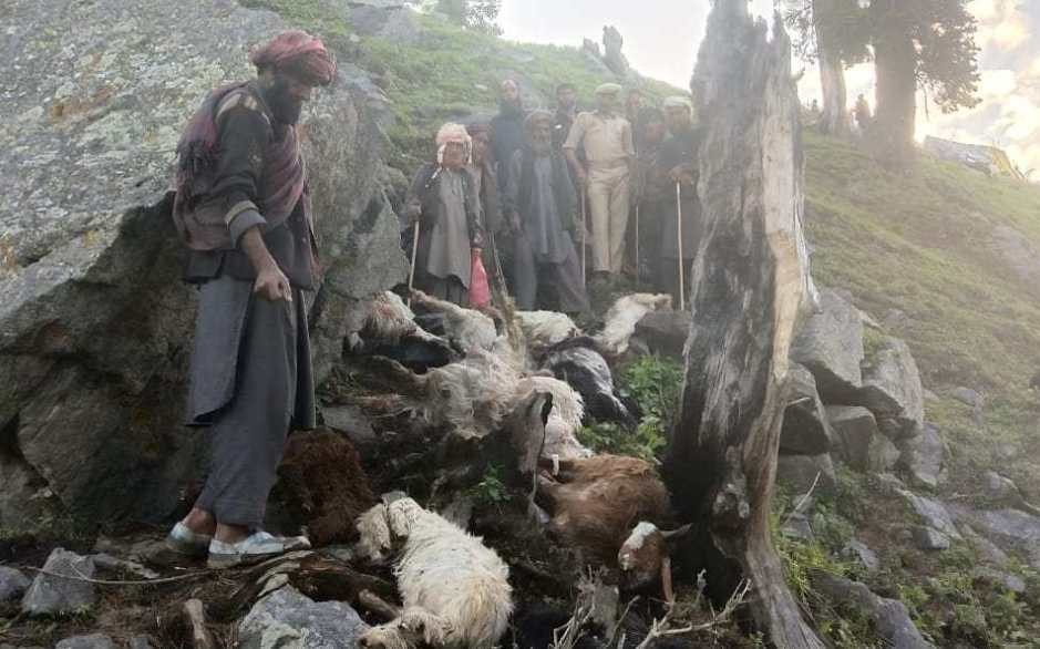 dead goats