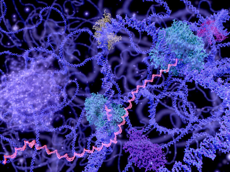 dna in cell