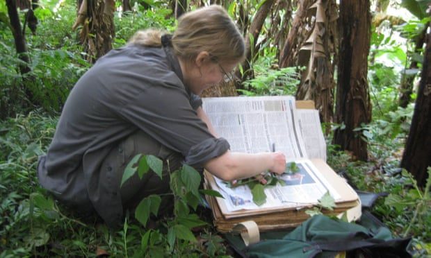 global plant extinction survey