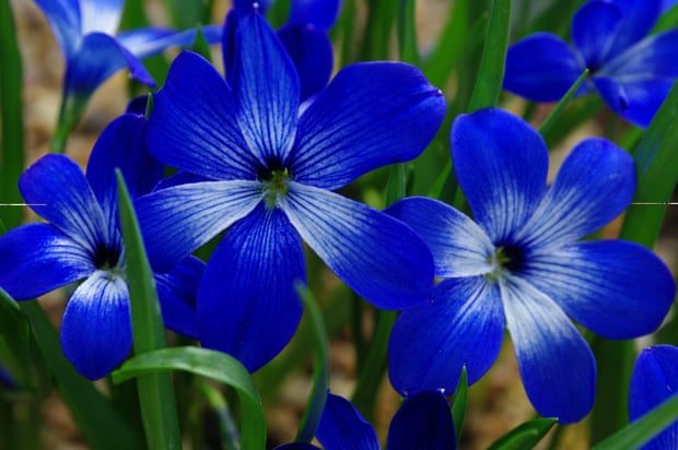 Chilean crocus,