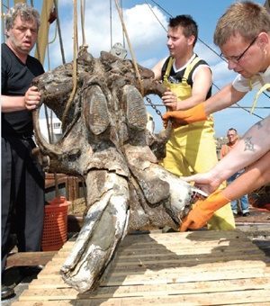 Click to enlarge mammoth