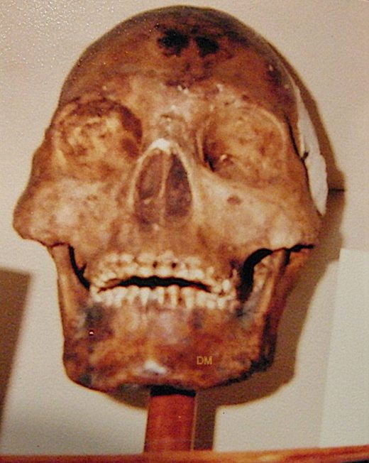 Large skull at Humboldt museum