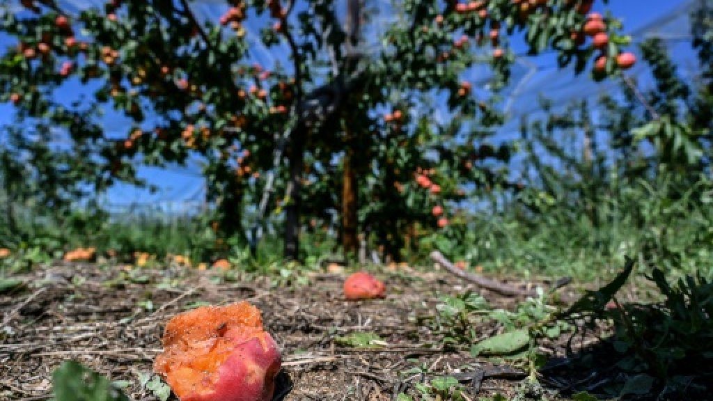 Hail-damaged apricots at an orchard in La Roche-de-Glun in southeast France
