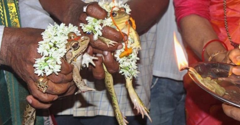 frog marriage