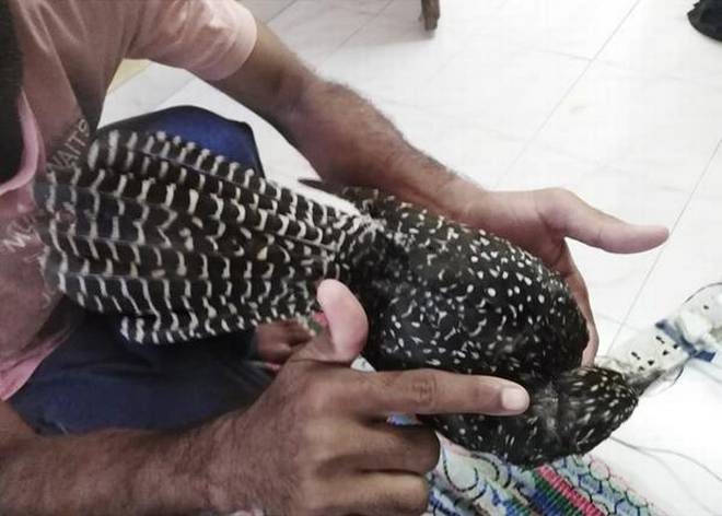 A bird rescued at Dilsukhnagar.