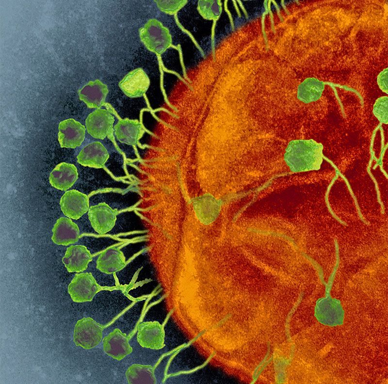 Click to enlarge phages