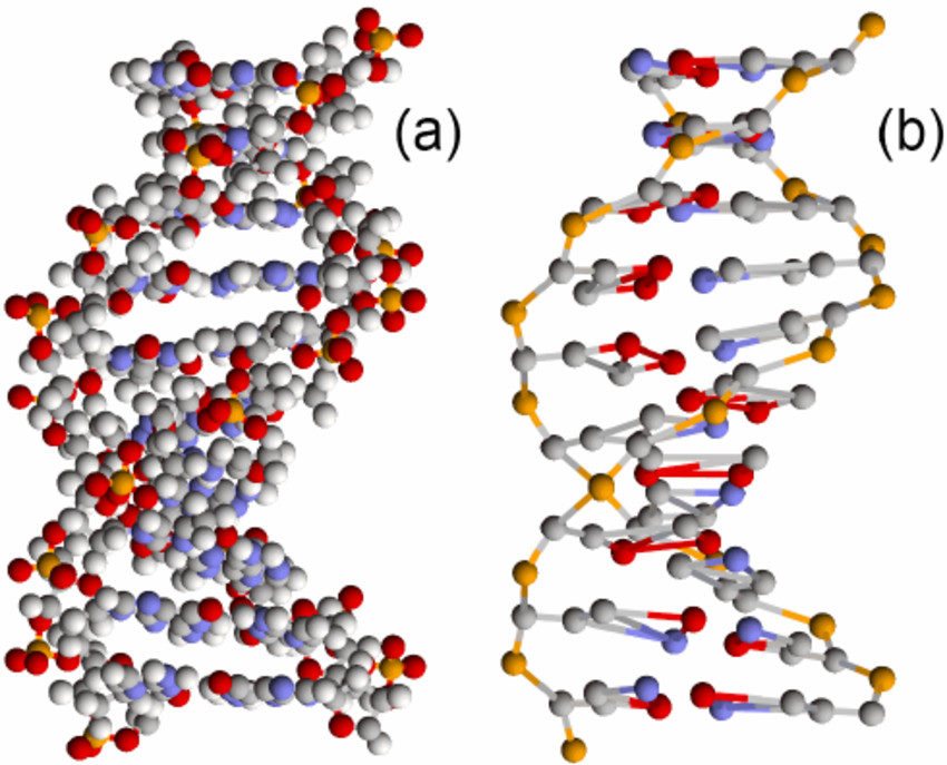 Click to enlarge View of DNA