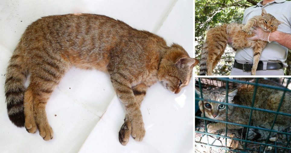 Click to enlarge cat-fox