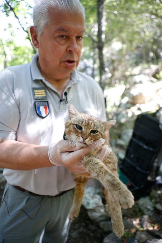Click to enlarge cat-fox