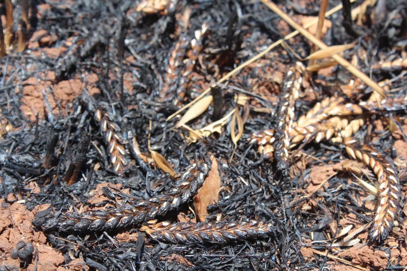 Torched crops in fields set ablaze by Israeli settlers