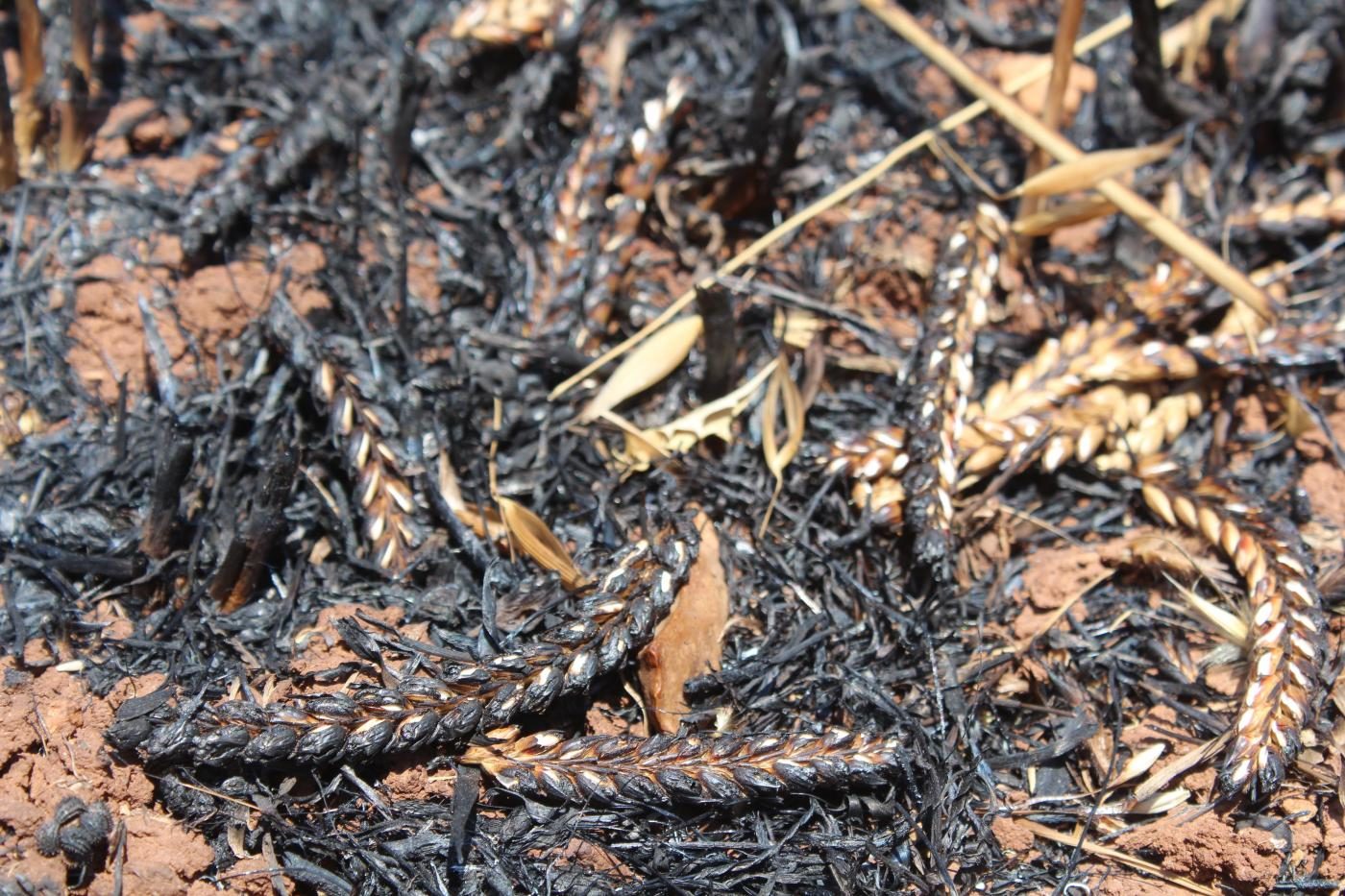 Click to enlarge Torched crops in fields set ablaze by Israeli settlers