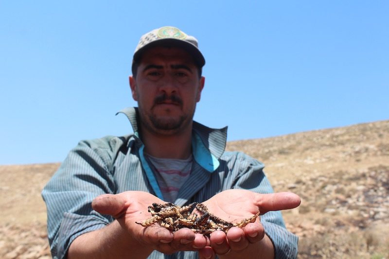Click to enlarge A Palestinian farmer inspects his torched crop
