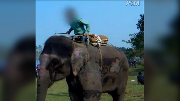 elephants