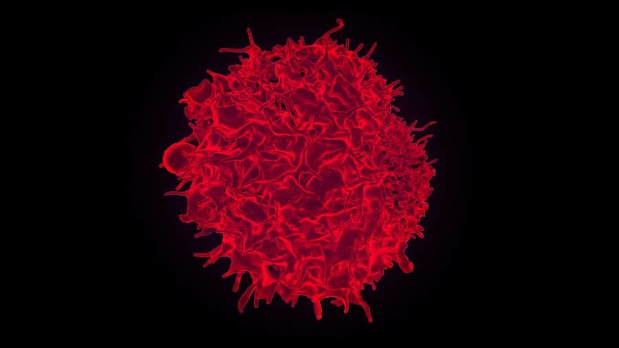 Click to enlarge T-cell immune system