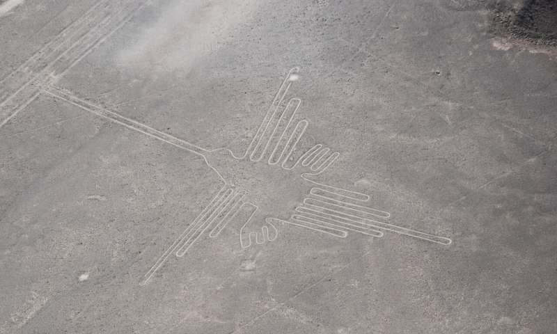 nazca bird