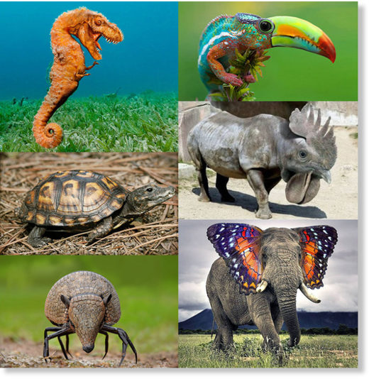 Evolution