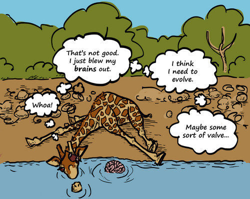 Giraffe evolution