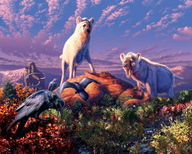 Click to enlarge Hyena