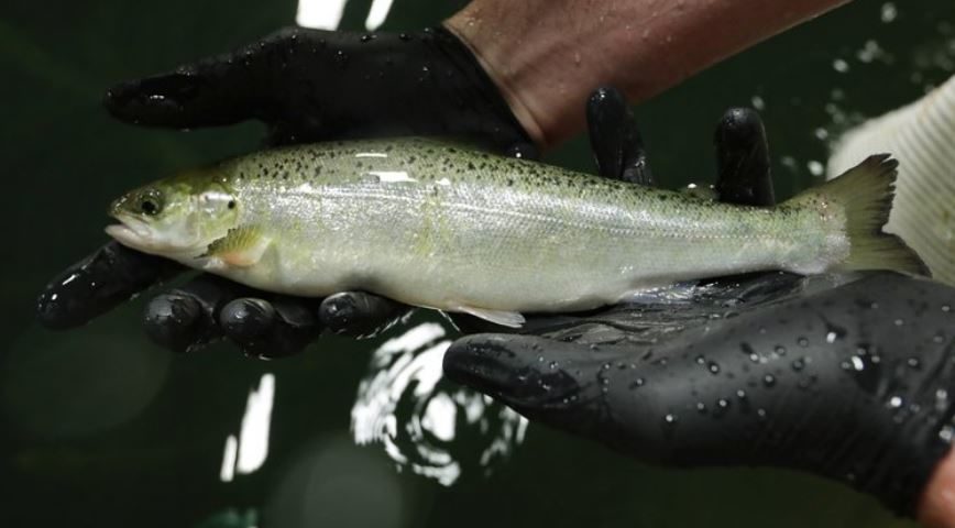 GMO salmon