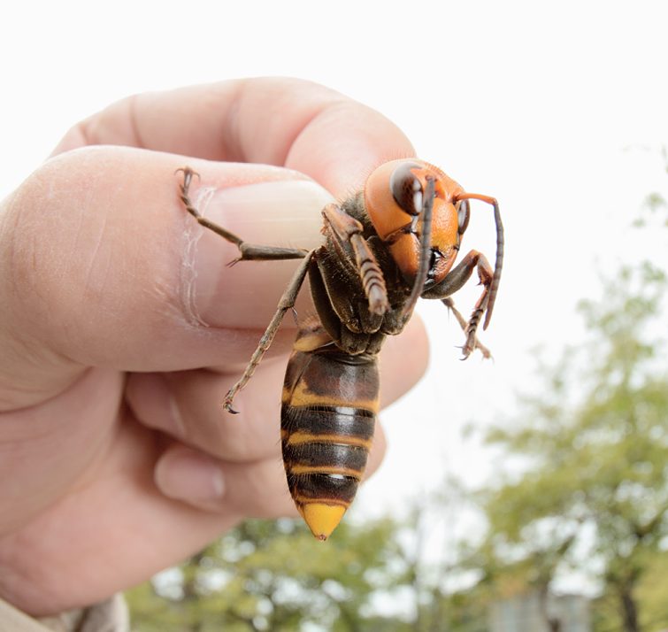 Asian Hornets