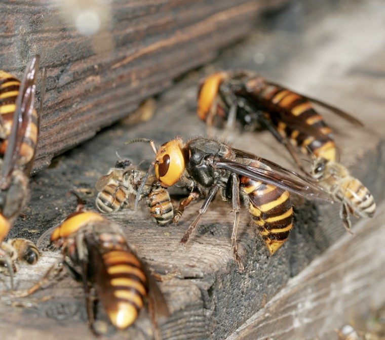 asian hornets