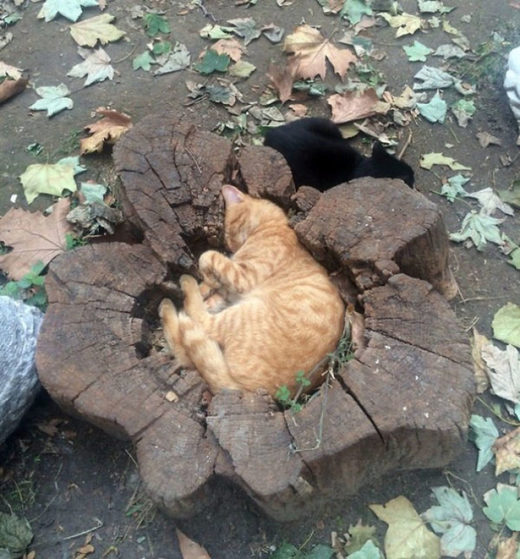 Click to enlarge Perfect cat fit (almost)