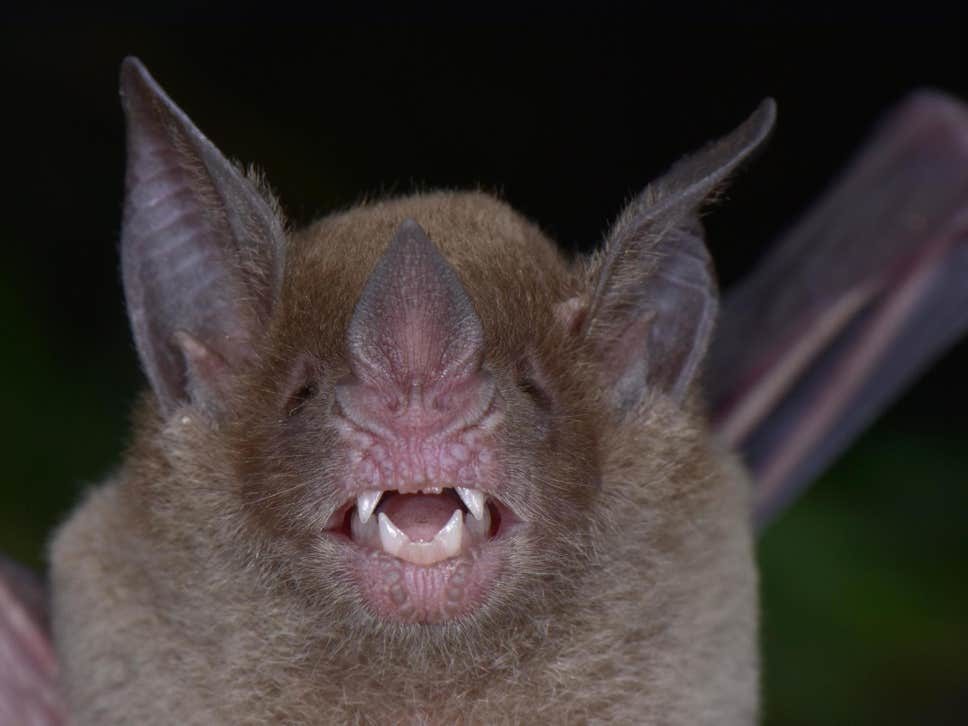 Click to enlarge pale-faced bat