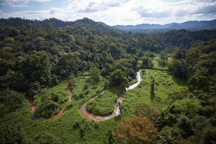 Click to enlarge honduras rainforest