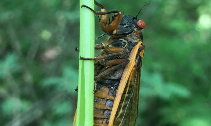 cicada