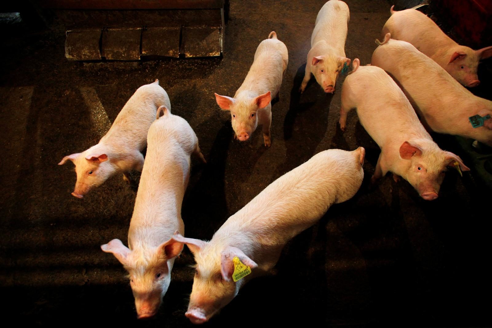 Click to enlarge pigs in pen