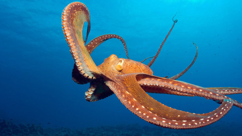 Pulpo octopus