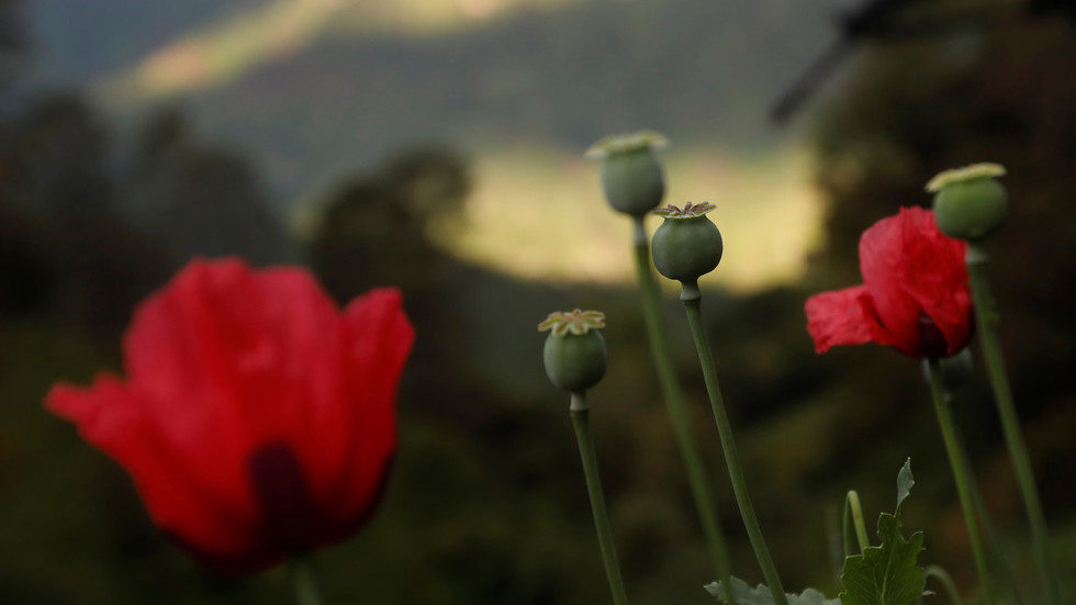 Opium poppies