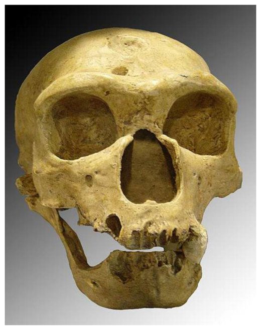 Neanderthal skull