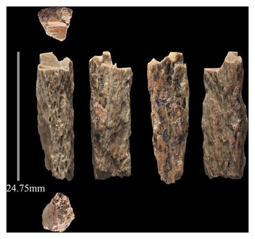 Click to enlarge Ancient Bones