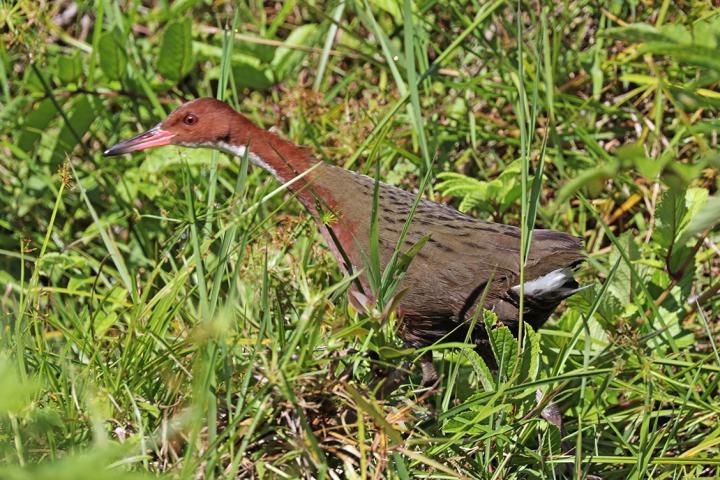 Click to enlarge White-throated rail.