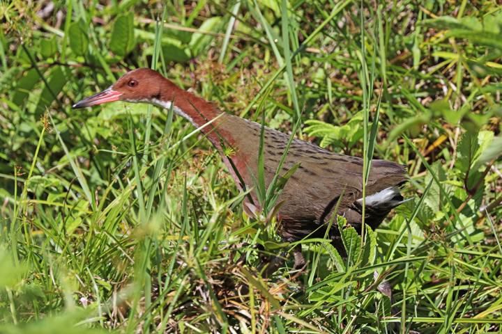 White-throated rail.