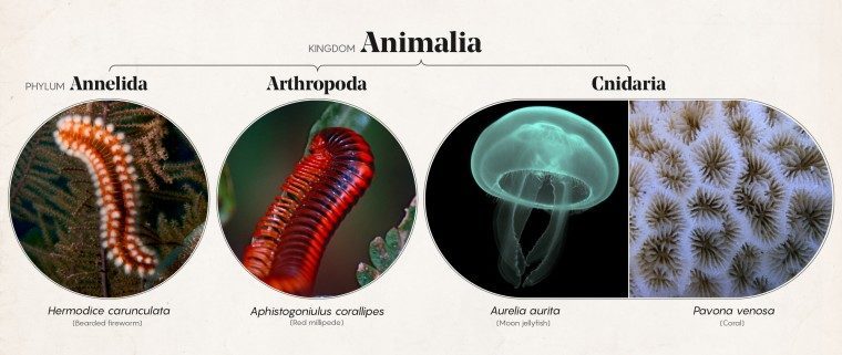 phylum aschelminthes imagine
