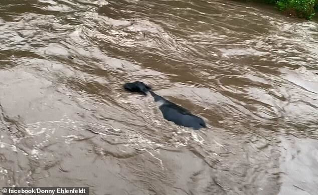 fLOODS CATTLE