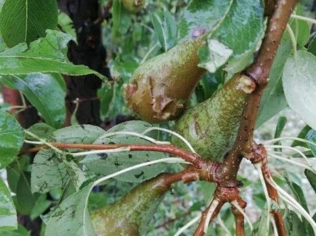 Click to enlarge damaged pears