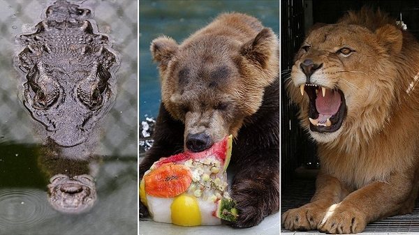 Animals