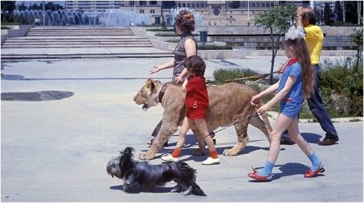 Walking a lion