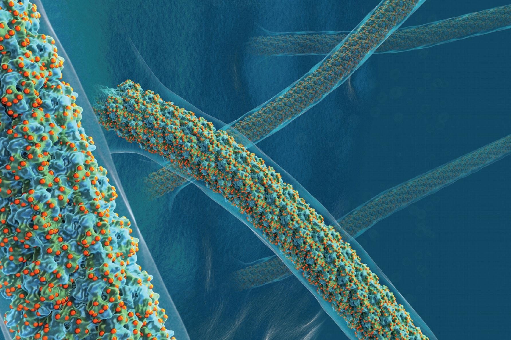 Single Celled Organism
