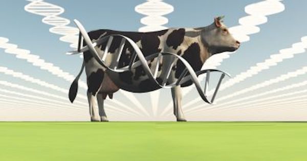 genetic animals