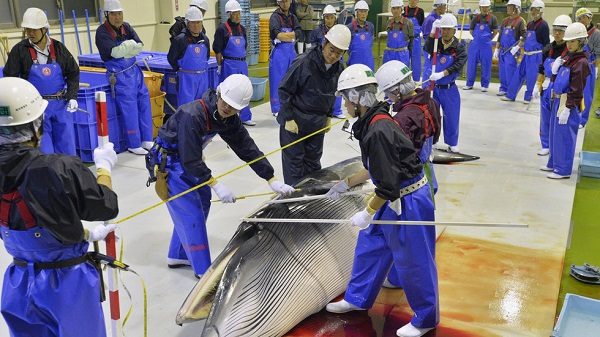 Whale hunters